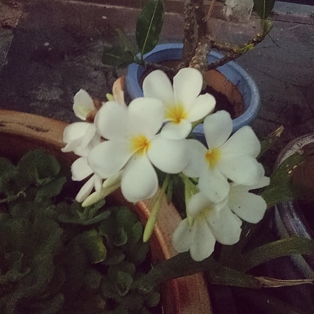 DeniseChanさんの実例写真