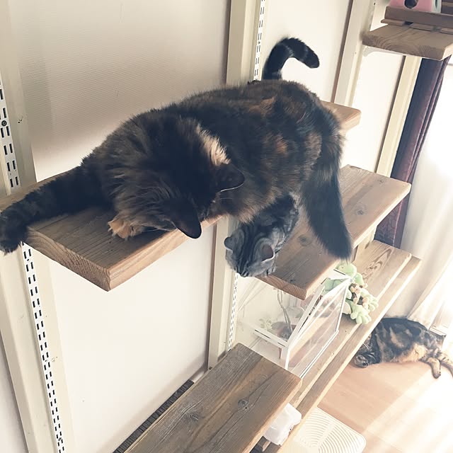 mikomaruさんの実例写真