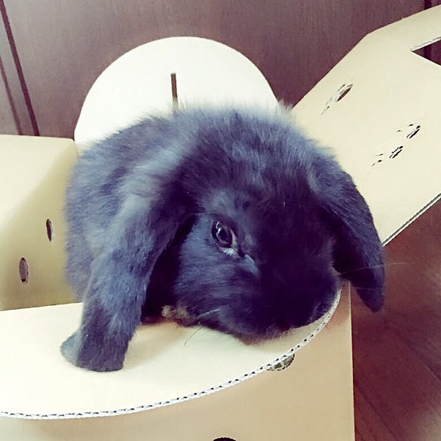 Haruruさんの実例写真