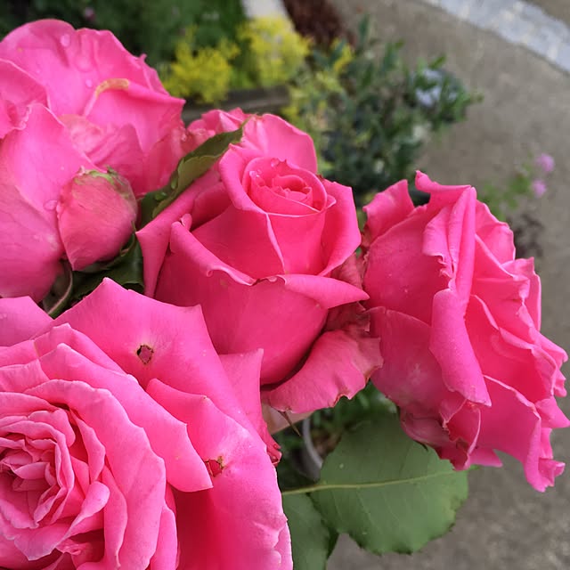 nomnom888さんの実例写真