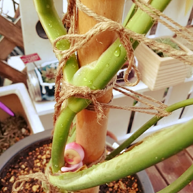 maiさんの実例写真