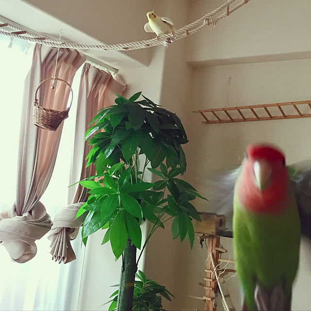 toratanさんの実例写真