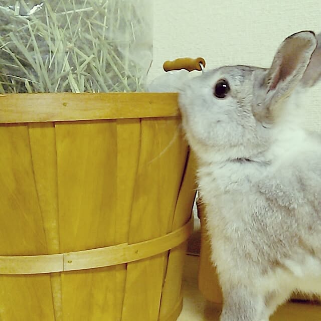 misakiさんの実例写真