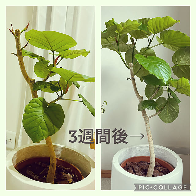cocoさんの実例写真