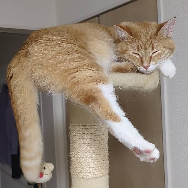minnieさんの実例写真