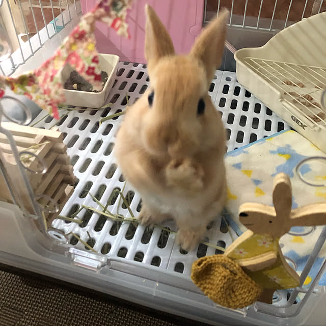 pikarunさんの実例写真