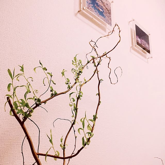 SakiChiさんの実例写真