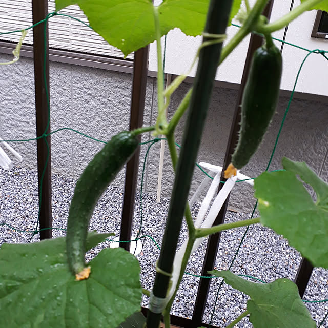 cathirin6_6さんの実例写真