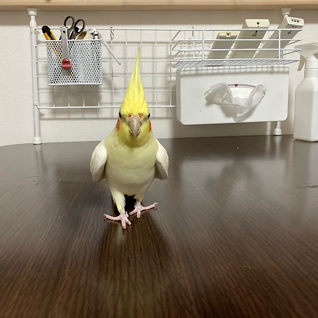 toratanさんの実例写真