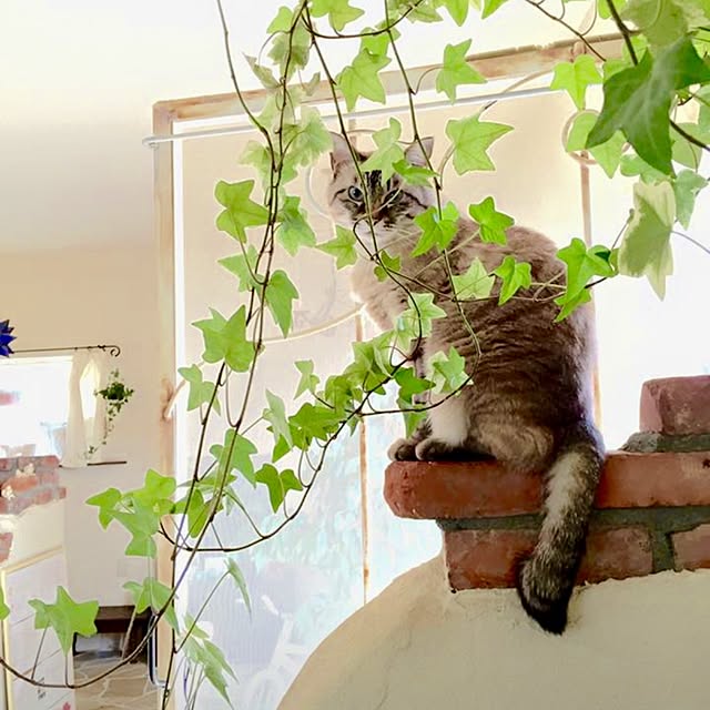rosemaryさんの実例写真