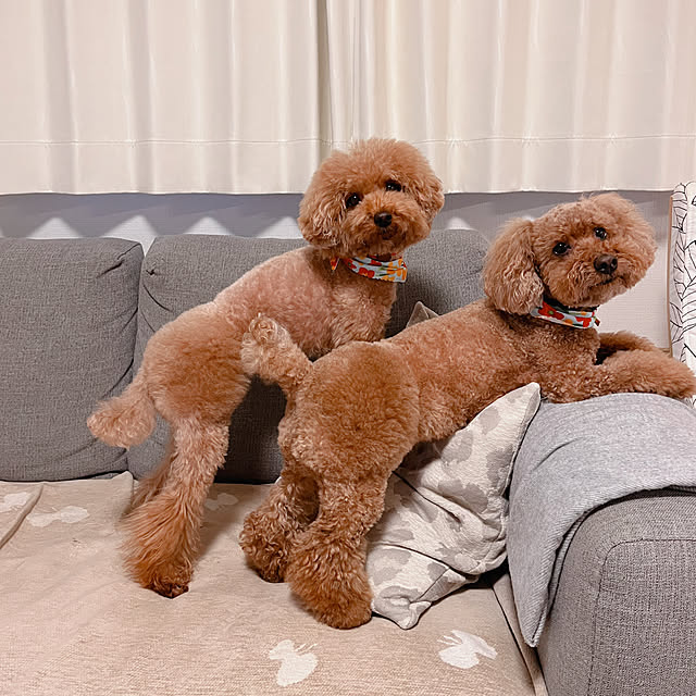 cocoaさんの実例写真