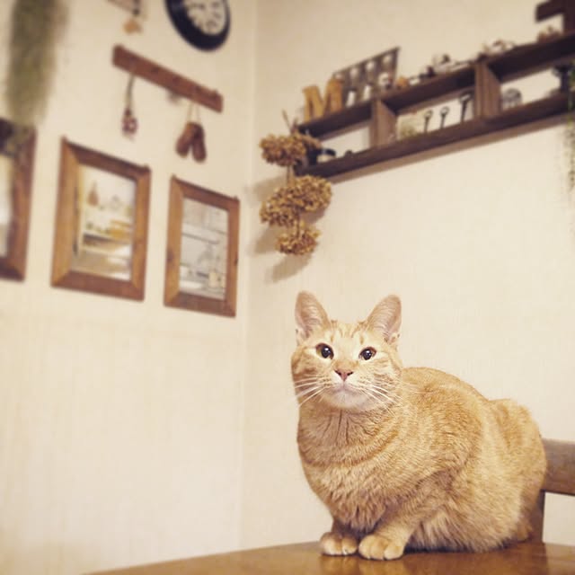 mi_moさんの実例写真