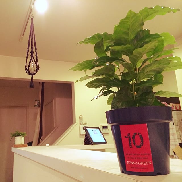 キッチン/観葉植物/男前/植物/雑貨...などのインテリア実例 - 2014-09-15 18:31:57