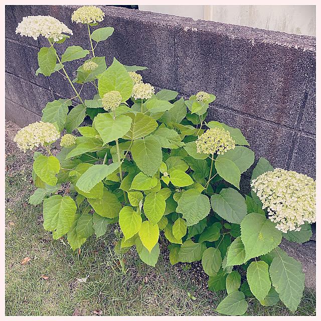 Tulleさんの実例写真