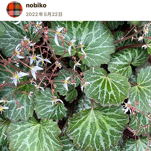 nobikoさんの部屋