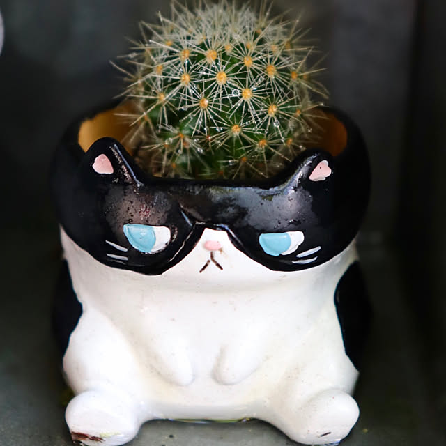 butachanさんの実例写真