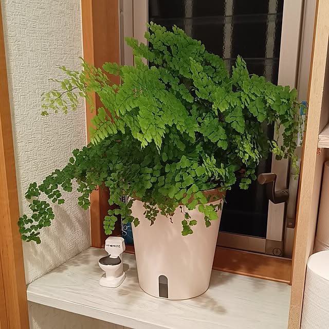 soyokoさんの実例写真