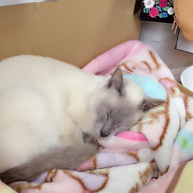 OmamekOさんの実例写真