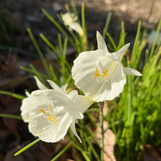 ikubooさんの実例写真