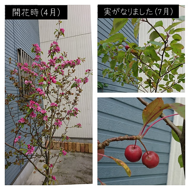 kohmarlさんの実例写真