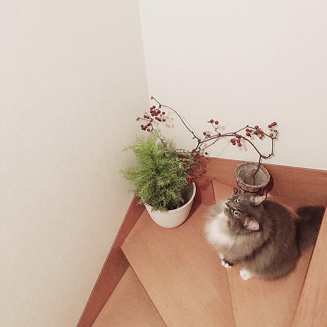 mii-tanさんの実例写真
