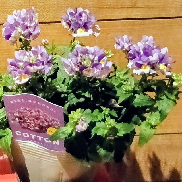 maaamiさんの実例写真