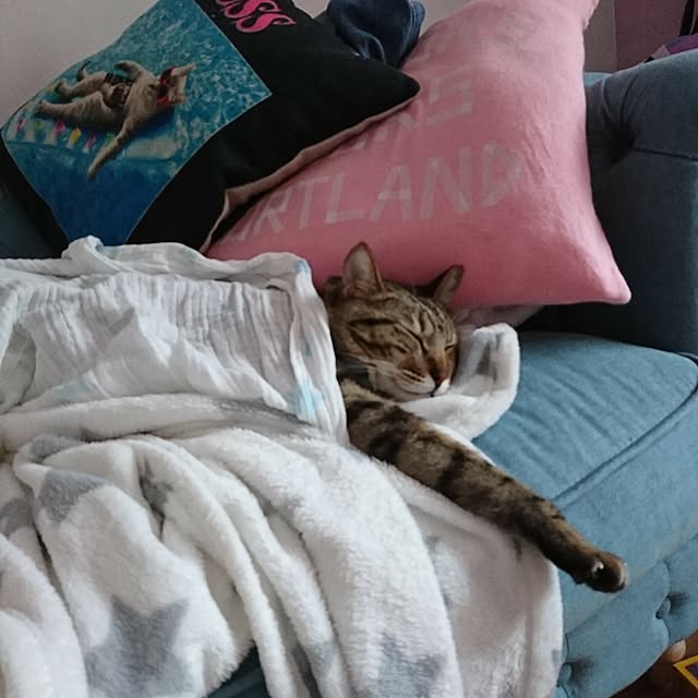 poniさんの実例写真