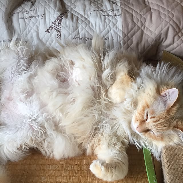 ofuさんの実例写真