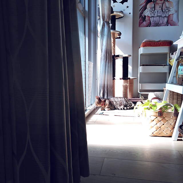 futukoのペティオ (Petio)-キャットタワー 猫タワー 据え置き型 ケージ ゲージ おしゃれ アドメイト Add.Mate 猫のおあそびポール お魚ファミリー ハイタイプ 室内の家具・インテリア写真