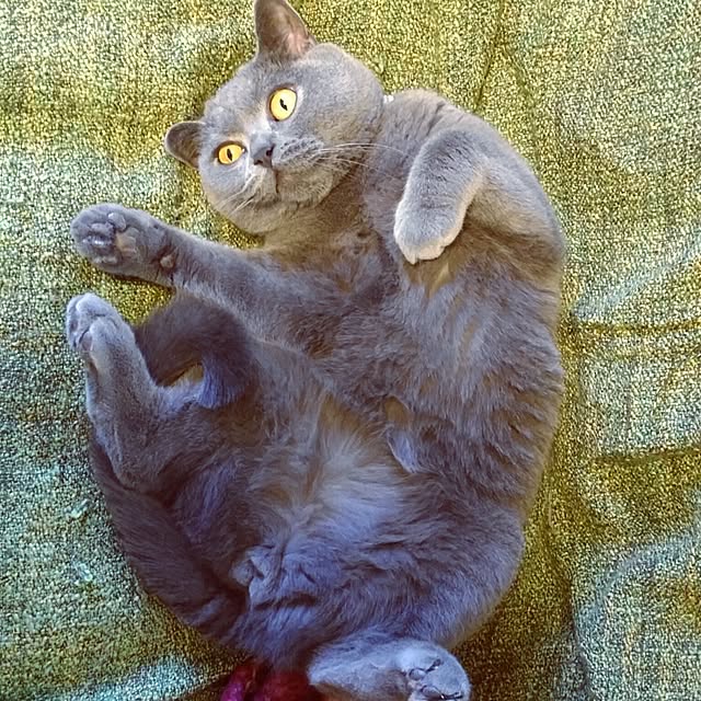 6catsさんの実例写真