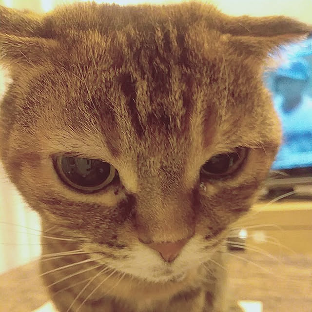 リビング/ねこのいる日常/ねこと暮らす。のインテリア実例 - 2021-02-12 08:06:59