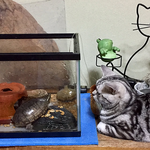 tanutanさんの実例写真