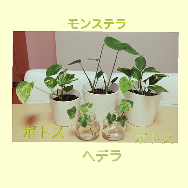 aquaさんの実例写真