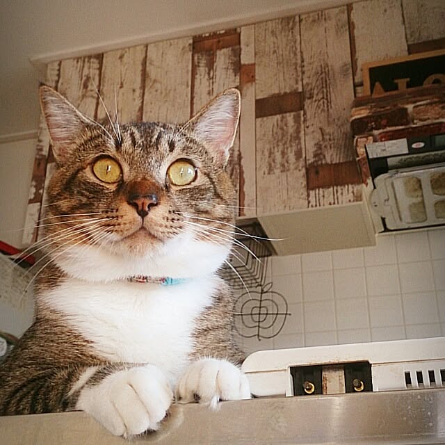 Lukiさんの実例写真