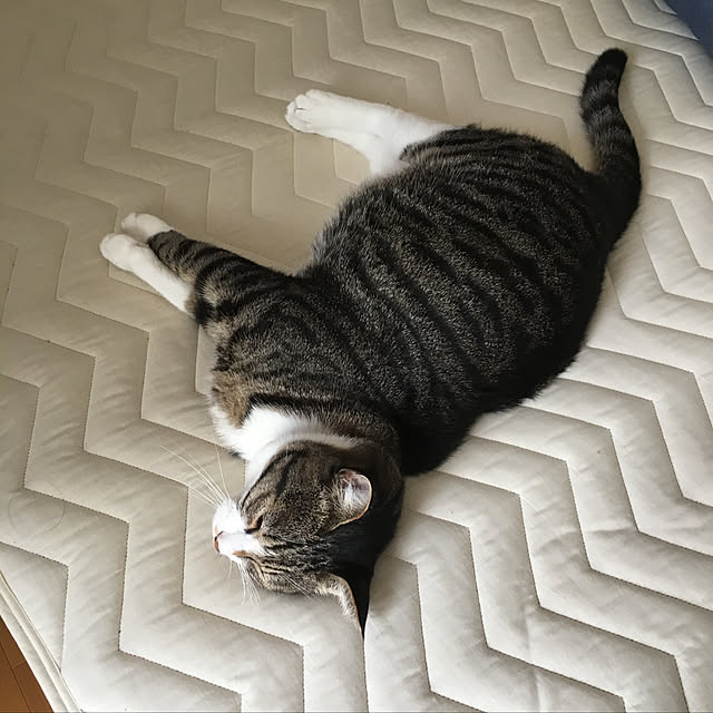 kimikimiさんの実例写真