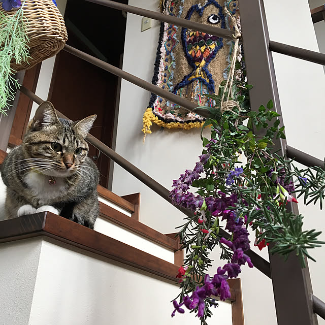 shigimiさんの実例写真