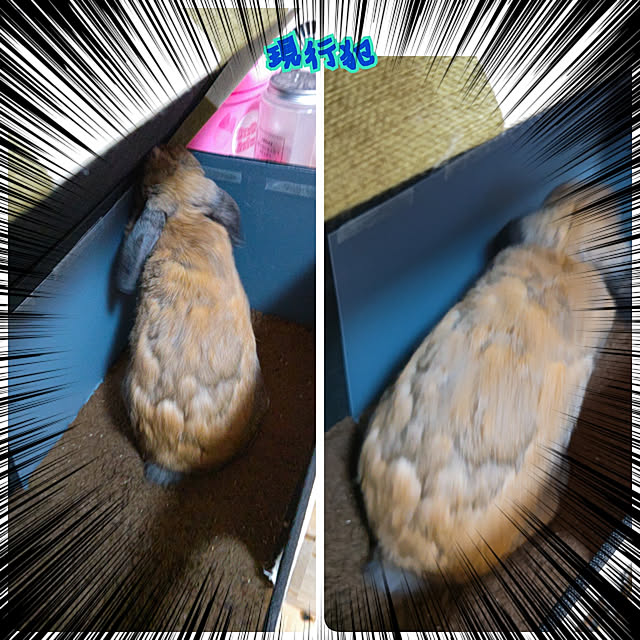 mariaさんの実例写真