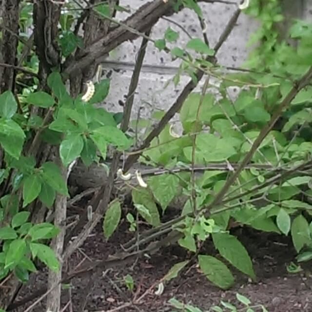 tibiさんの実例写真