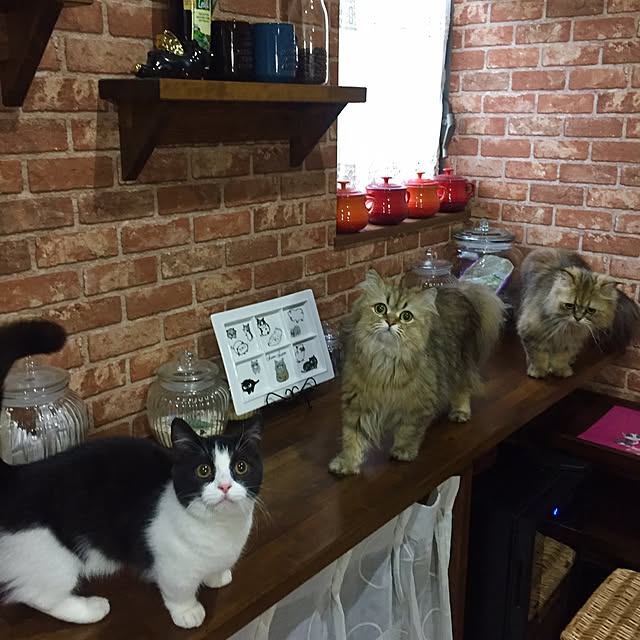 butachanさんの実例写真