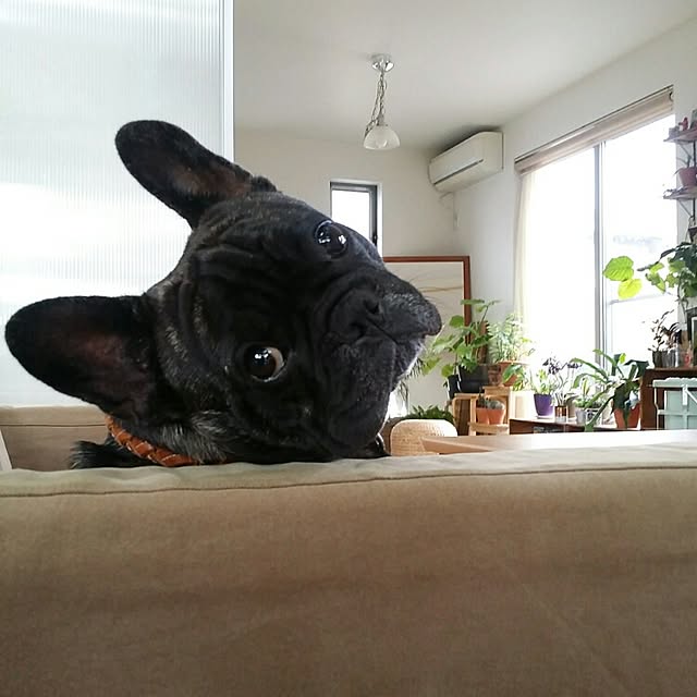 kuuuuさんの実例写真