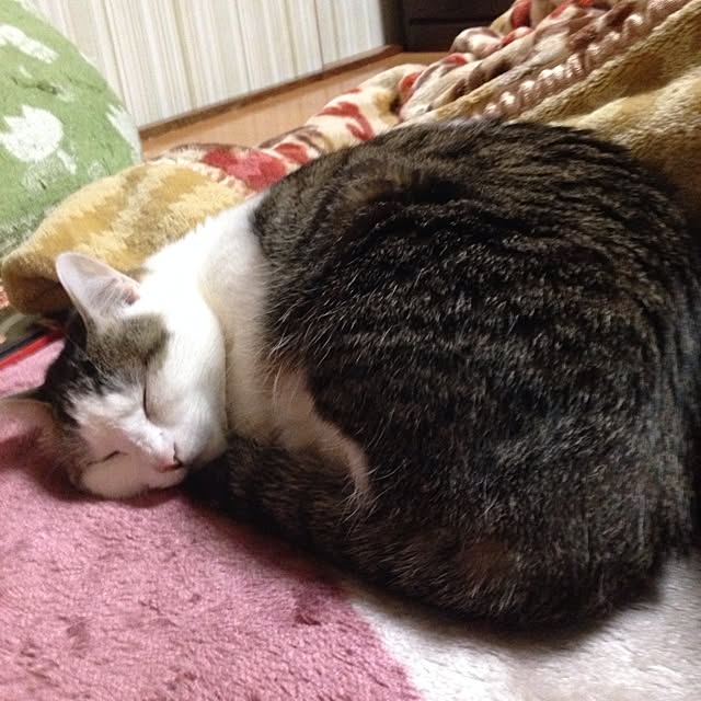 takaさんの実例写真
