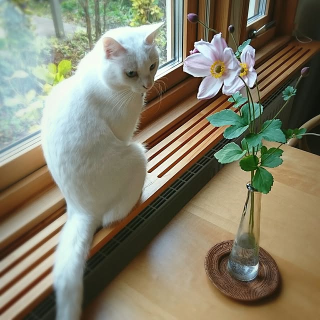 mimiさんの実例写真