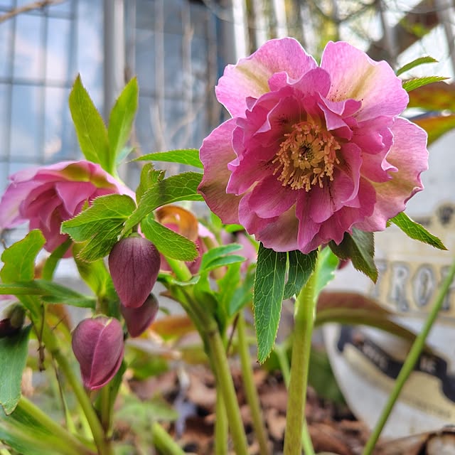 soraさんの実例写真