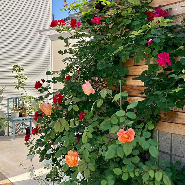 空色の椅子/薔薇もそろそろ終わりかな/玄関/入り口/ヤマボウシをお迎えのインテリア実例 - 2022-05-29 21:15:42