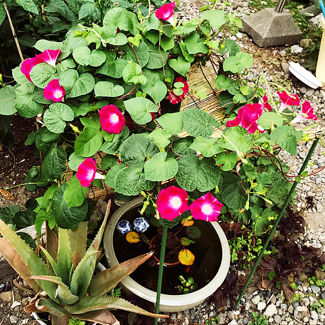 観葉植物/ガーデニング/玄関/入り口のインテリア実例 - 2019-09-22 15:04:05