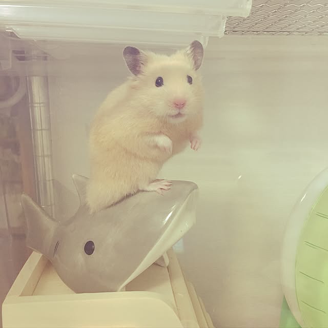 kinkumaさんの実例写真