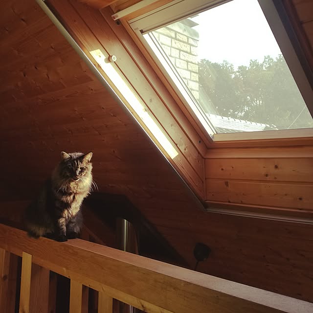 Maki-nekomamireさんの実例写真