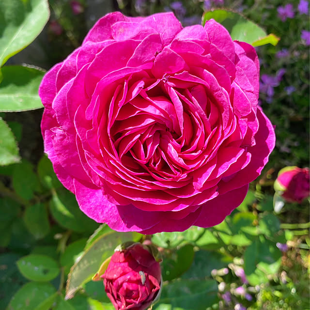 HappyRoseさんの部屋