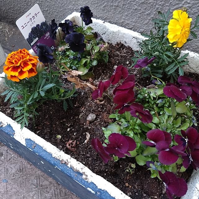 kakkaさんの実例写真