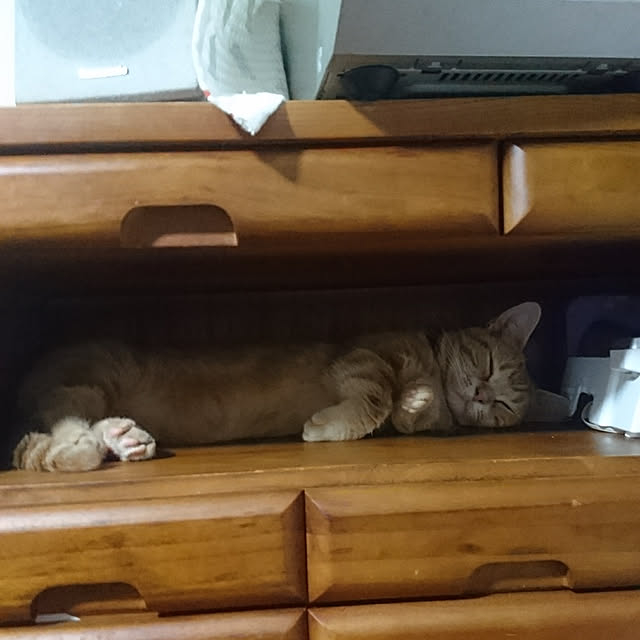 shinobuさんの実例写真